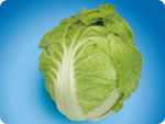 CC200, 200 Chinese Cabbage
