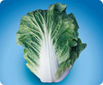 CCNST100, NST100 Chinese Cabbage