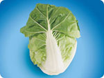 CC301, 301 Chinese Cabbage
