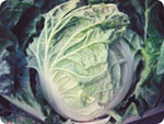 CC400, 400 Chinese Cabbage