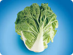CCN400, New 400 Chinese Cabbage