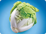 CC450, 450 Chinese Cabbage 