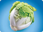 CC450, 450 Chinese Cabbage