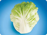 CC460, 460 Chinese Cabbage