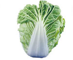 CC8O1, 801 Chinese Cabbage