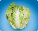 CCST100, ST100 Chinese Cabbage