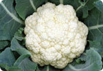 H46, 46-Day Cauliflower (Hard Bard)