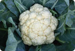 H59, 59-Day Cauliflower (Hard Ball) 