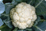 H68, 68-Day Cauliflower (Hard Ball)