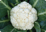 H67, 67-Day Cauliflower (Hard Ball)
