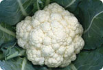 H-68,68天花椰菜(硬花球)