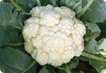 H69, 69-Day Cauliflower (Hard Ball)