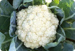 H75, 75-Day Cauliflower (Hard Ball)