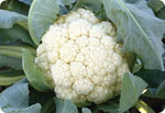 H88, 88 Days Cauliflower (Hard Ball)