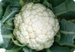 H80, 80 Days Cauliflower(CCL Snow Mountain)