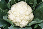 New070, New 070 Cauliflower