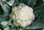 New077, New 077 Cauliflower