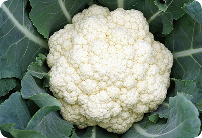H80, 80 Days Cauliflower(CCL Snow Mountain)