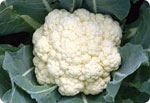 H37, 37-Day Cauliflower(Hard Ball)