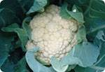 New161, New 161 Cauliflower