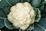 M45, 45-Day Cauliflower (Serni-Hard Ball)