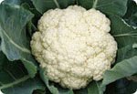 M60, 60-Day Cauliflower (Serni-Hard Ball)