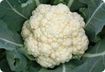 M70, 70-Day Cauliflower (Serni-Hard Ball)