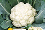 S65, 65-Day Cauliflower (Green Peduncle)