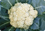 S67, 67-Day Cauliflower (Green Peduncle)