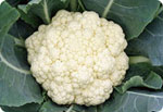 S85, 85-Day Cauliflower (Green Peduncle)