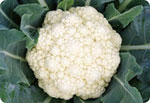 S90, 90-Day Cauliflower (Green Peduncle) 