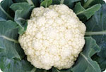 S90, 90-Day Cauliflower (Green Peduncle)