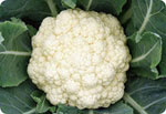 H42, 42-Day Cauliflower (Hard Ball)