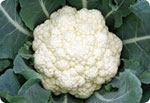 H47, 47--Day Cauliflower (Hard Ball)