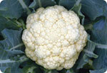 H48, 48-Day Cauliflower (Hard Ball)