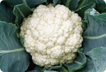 H50,50-Day Cauliflower (Hard Ball)