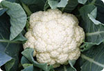 H51, 51-Day Cauliflower (Hard Ball)