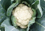 H55, 55-Day Cauliflower (Hard Ball)