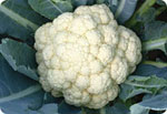 H56, 56-Day Cauliflower (Hard Ball)