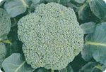 B50, 50-Day Broccoli